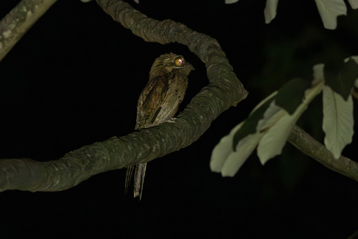 Northern Potoo (Middle American) - ML564594851