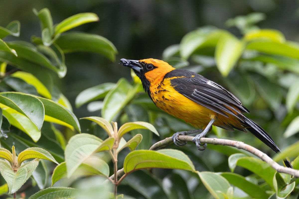 Spot-breasted Oriole - R M