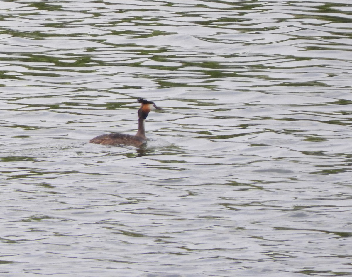 Great Crested Grebe - ML56459981