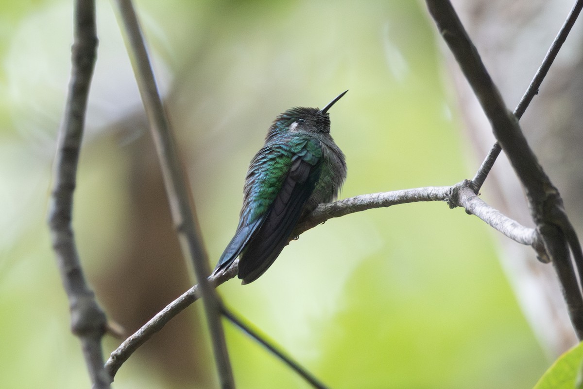 Emerald-chinned Hummingbird - ML564600021