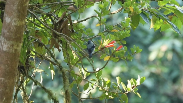Azure-rumped Tanager - ML564605971
