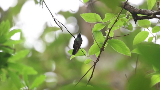 Изумрудогорлый колибри - ML564606501