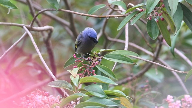 Yellow-winged Tanager - ML564606771