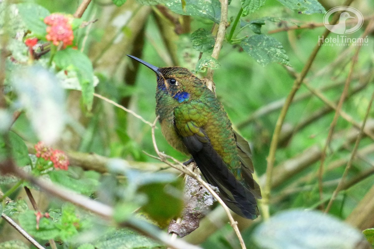 Sparkling Violetear - Tinamú Birding Nature Reserve