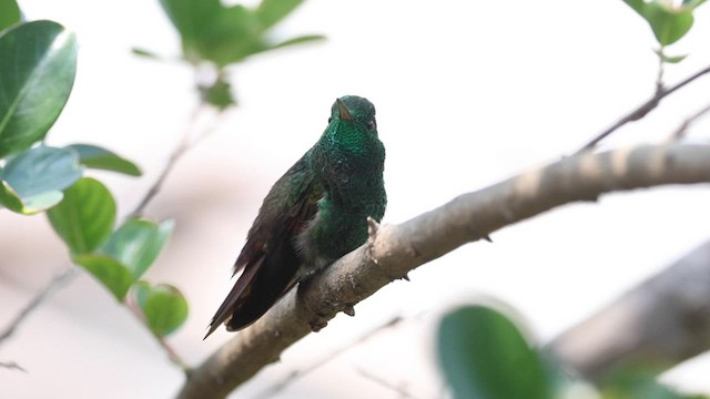 kolibřík mexický - ML564607171