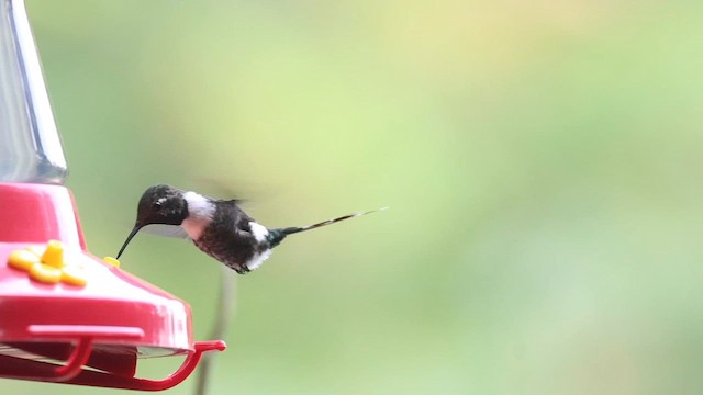 Sparkling-tailed Hummingbird - ML564607441