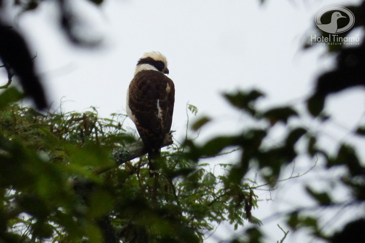 Laughing Falcon - Tinamú Birding Nature Reserve
