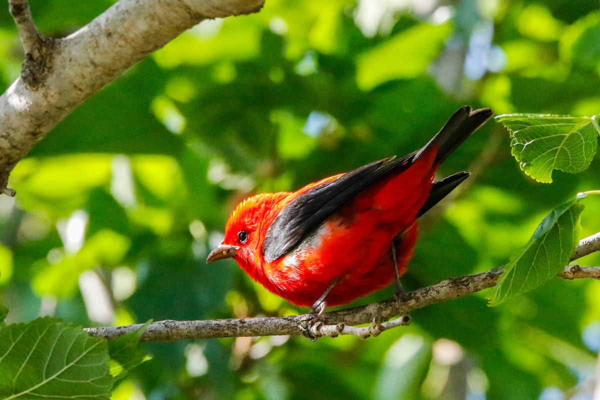 Scarlet Tanager - ML564612811