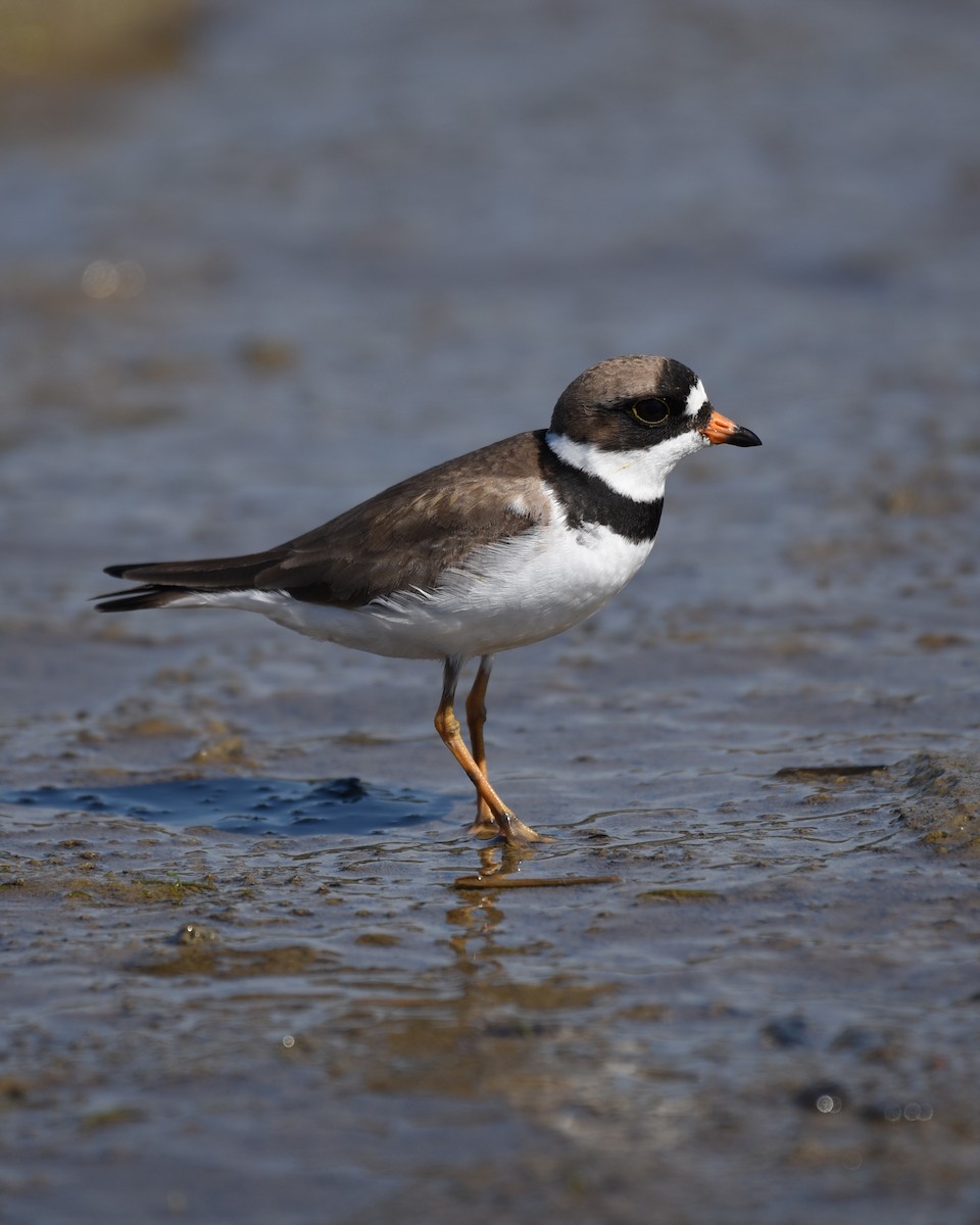 Semipalmated Plover - ML564613761