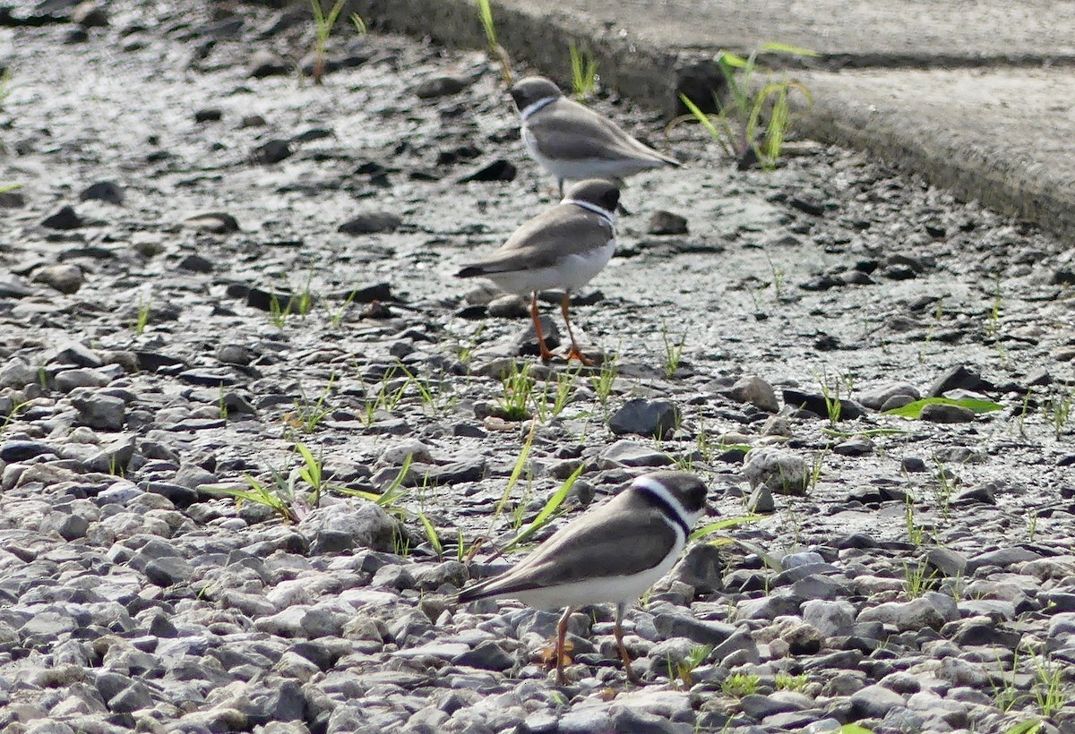 Semipalmated Plover - ML564613861