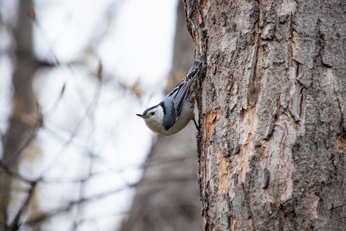 White-breasted Nuthatch - ML564619071