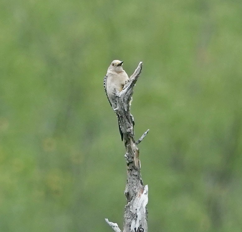 Golden-fronted Woodpecker (Northern) - ML564621401