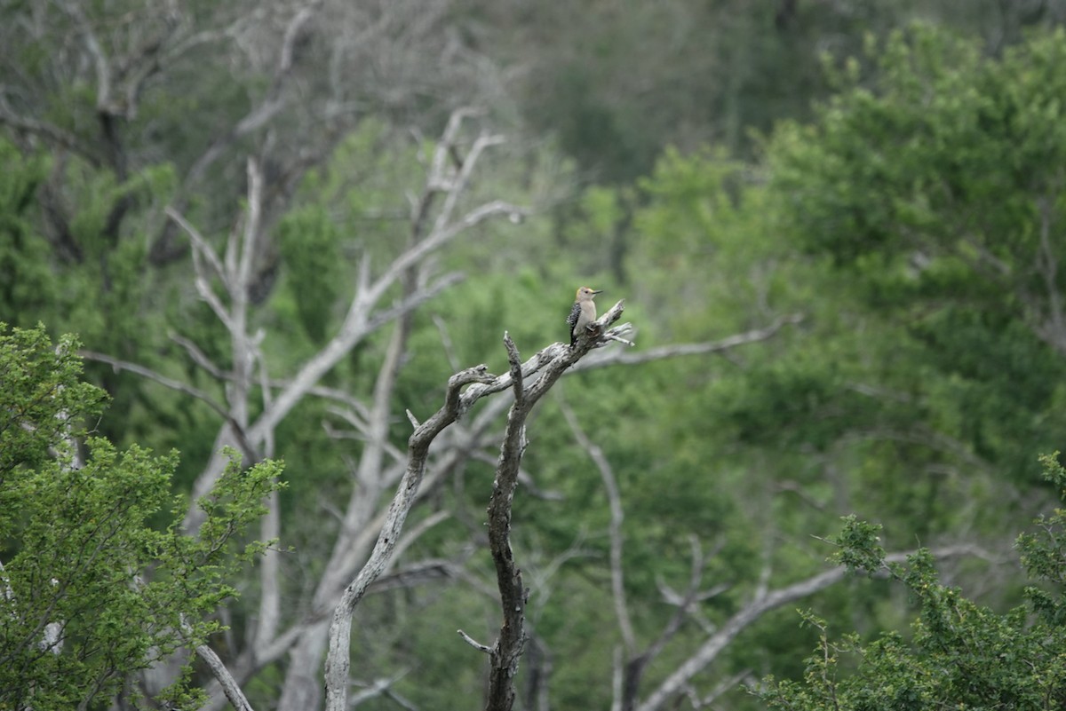 Golden-fronted Woodpecker (Northern) - ML564621421