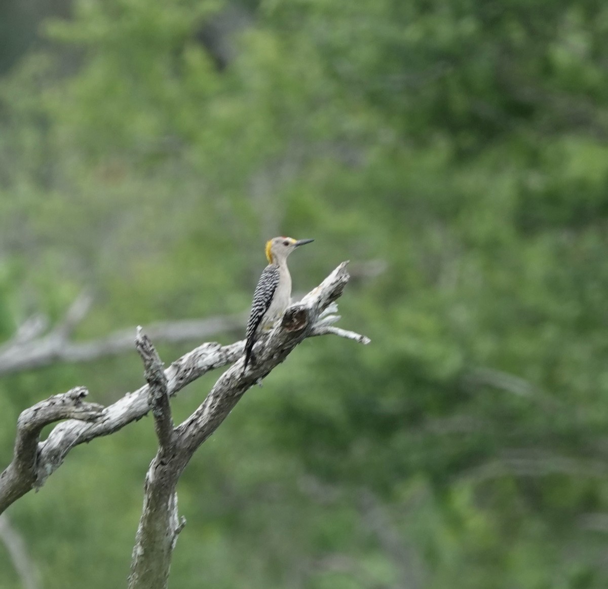 Golden-fronted Woodpecker (Northern) - ML564621431