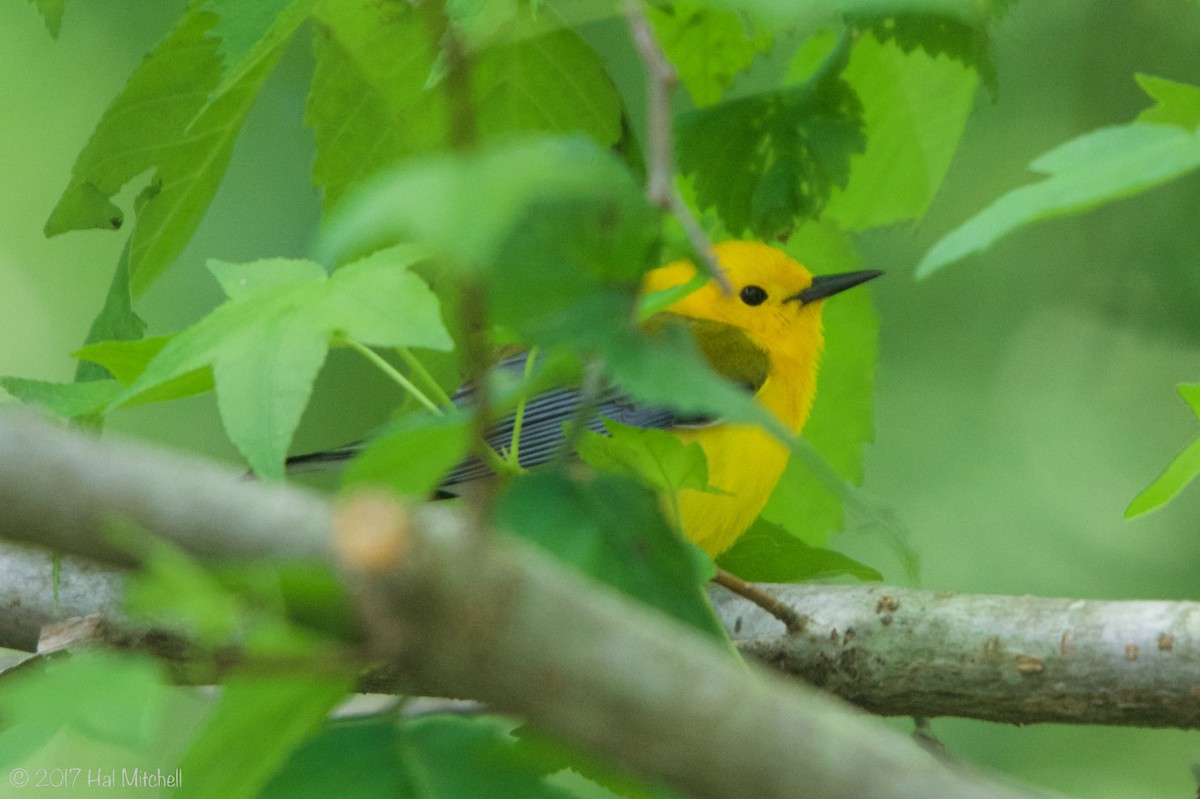 Prothonotary Warbler - ML56462291