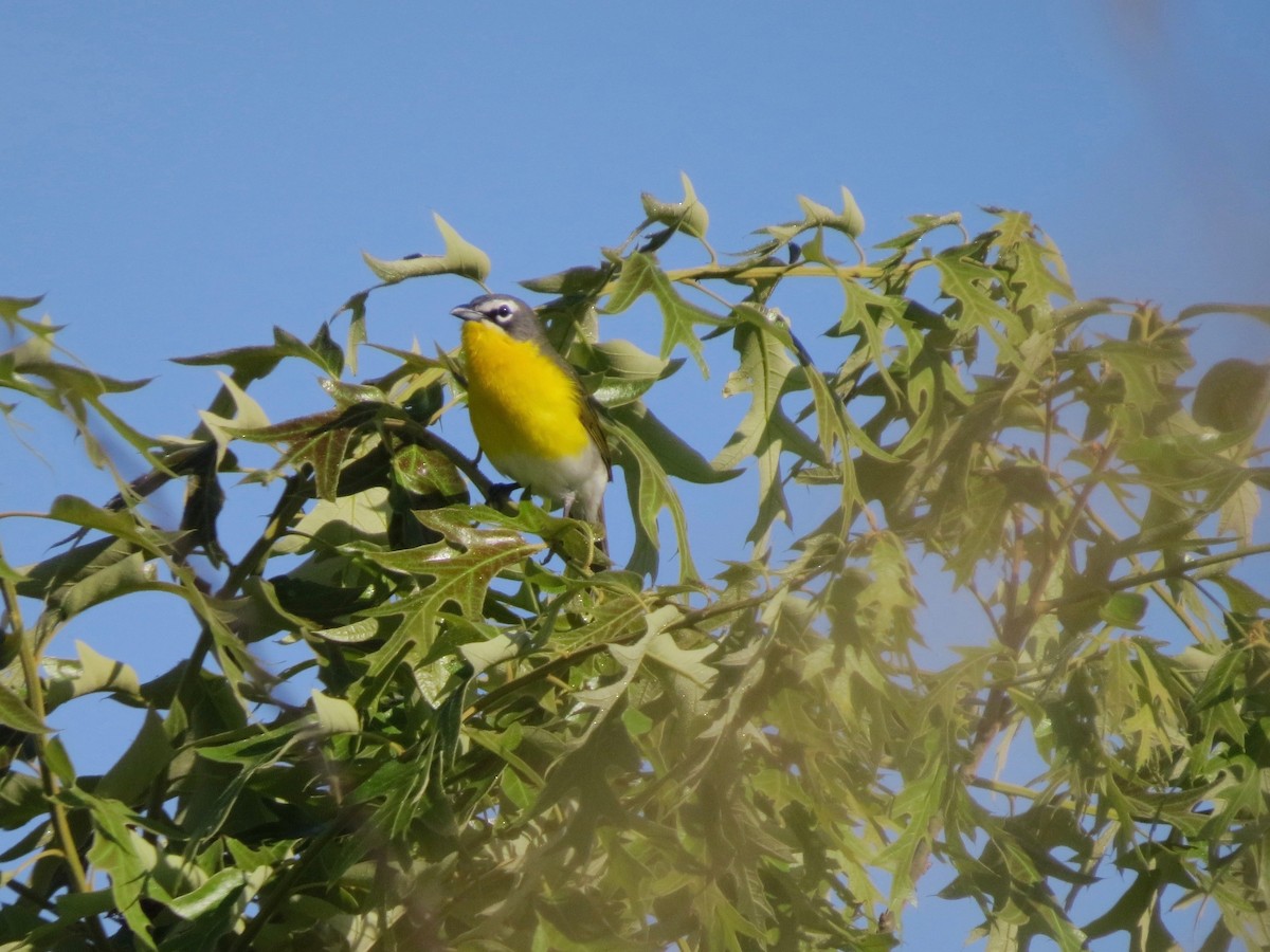 Yellow-breasted Chat - scott davis