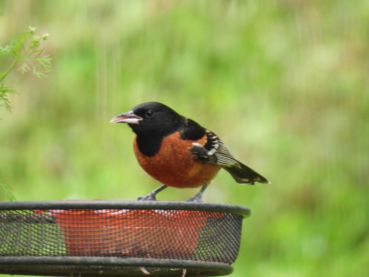 Orchard Oriole - ML564626261