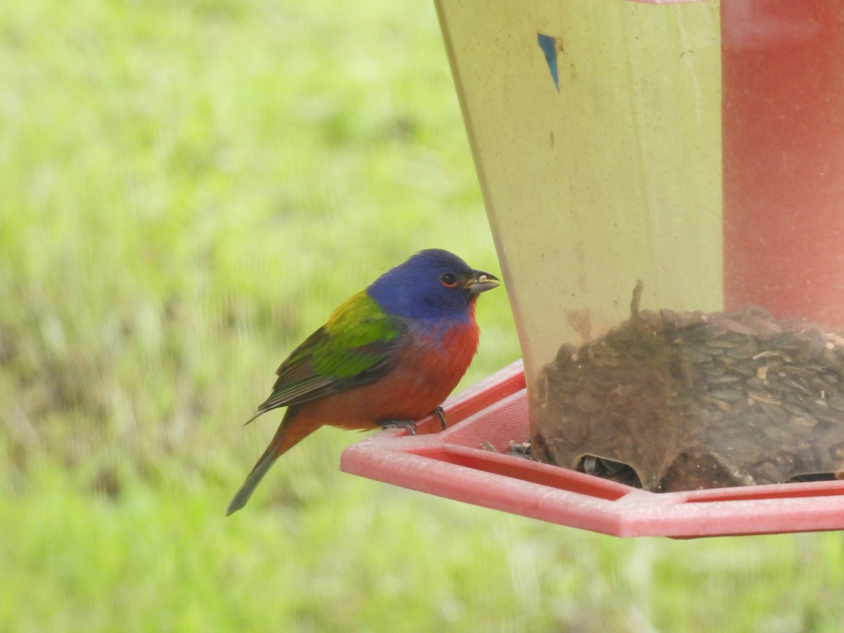 Painted Bunting - ML564626761