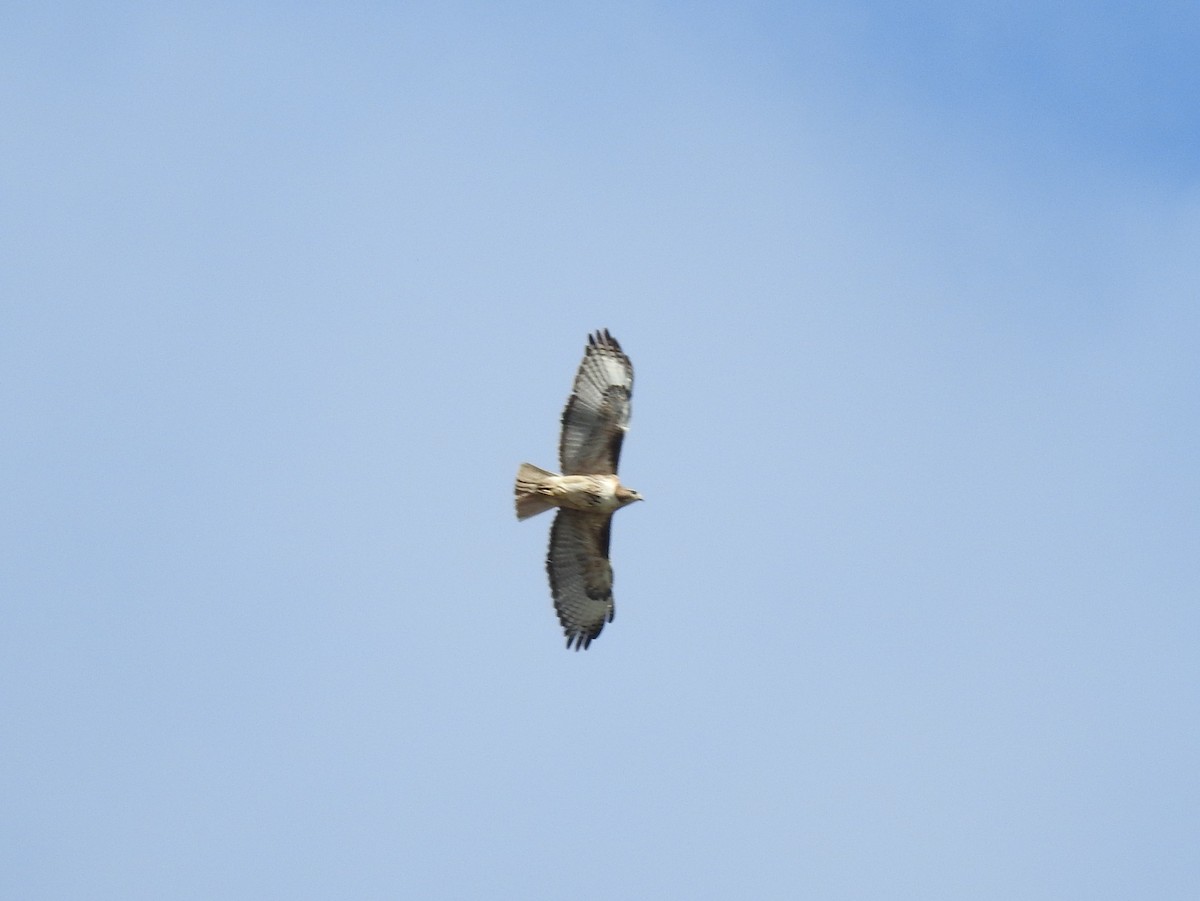 Red-tailed Hawk - ML56462821