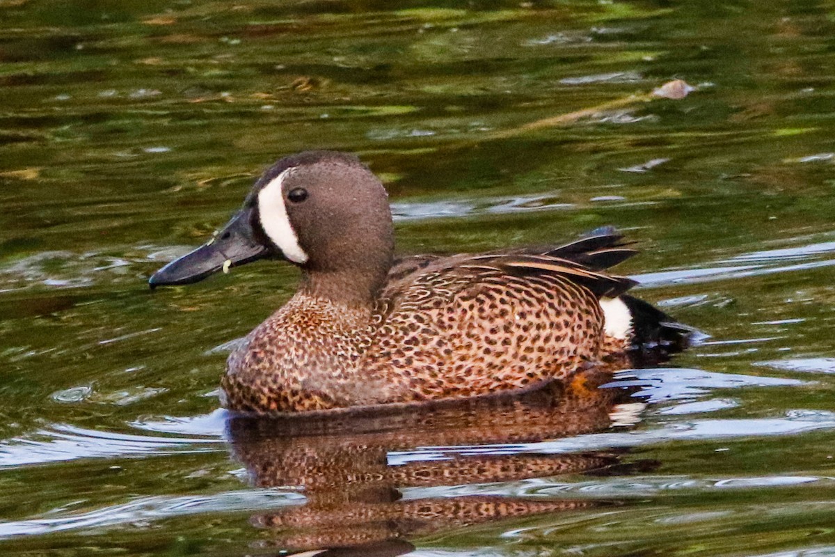 Blue-winged Teal - ML564628341