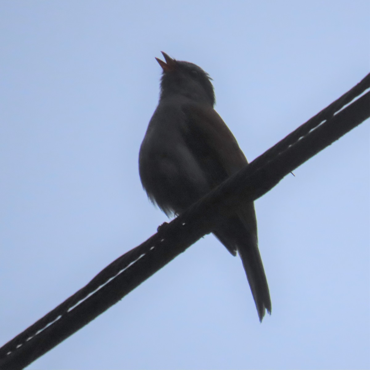Andean Solitaire (plumbeiceps) - ML564629051