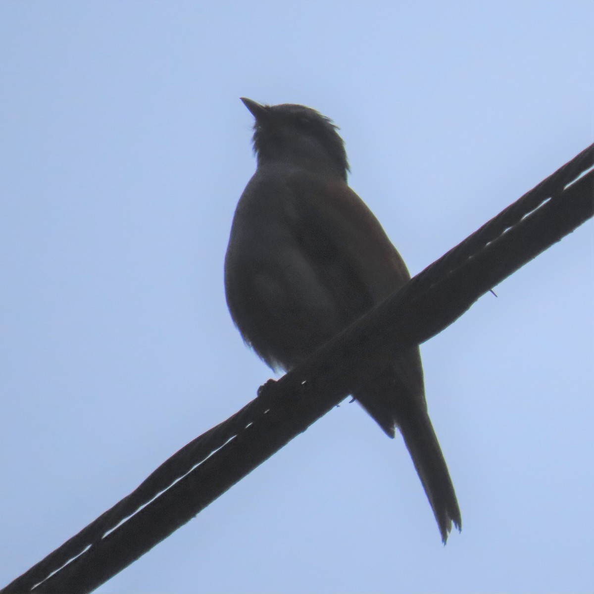 Andean Solitaire (plumbeiceps) - ML564629061