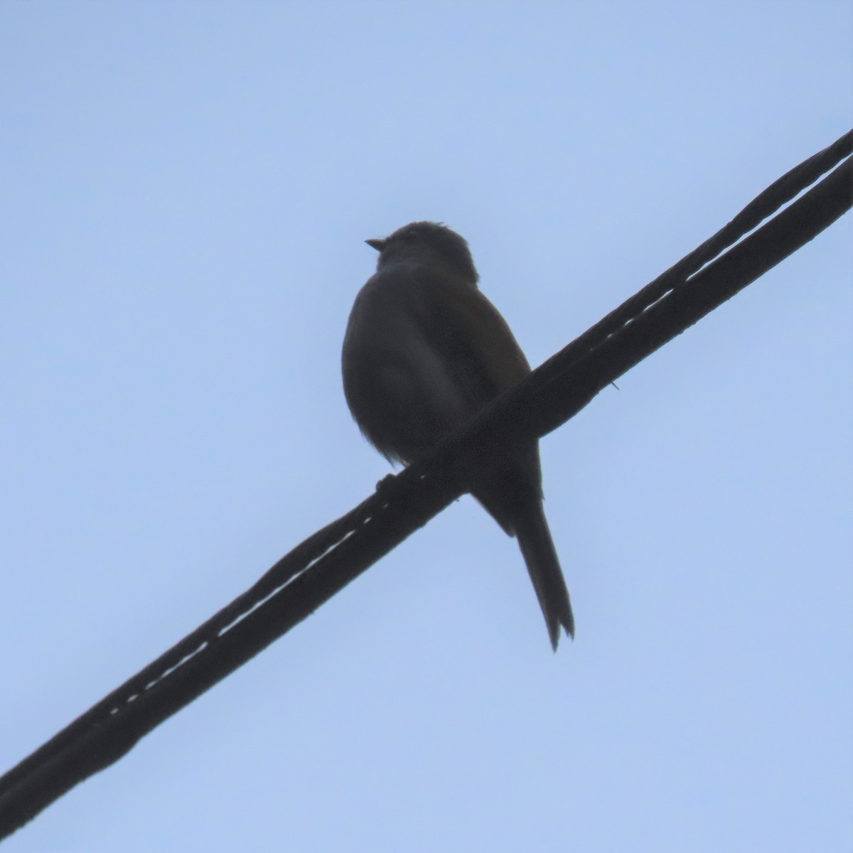 Andean Solitaire (plumbeiceps) - ML564629081
