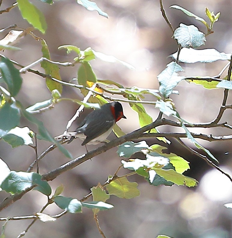 Red-faced Warbler - ML564630171
