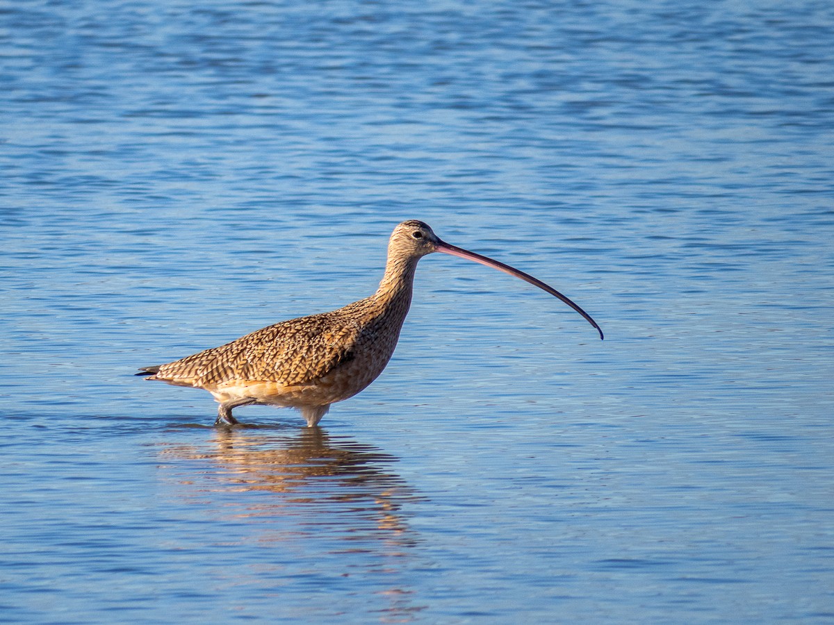 Long-billed Curlew - Aquiles Brinco
