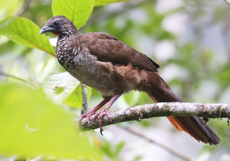 Speckled Chachalaca (Speckled) - ML564636941