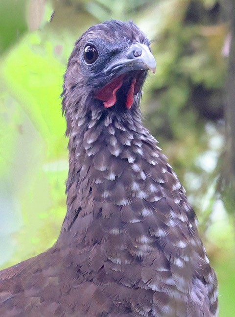 Speckled Chachalaca (Speckled) - ML564636951
