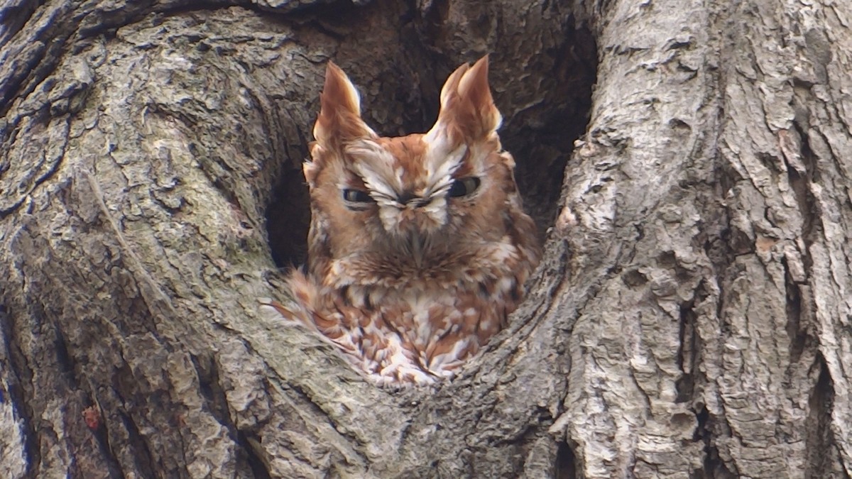 Eastern Screech-Owl - Sebastien Babineau