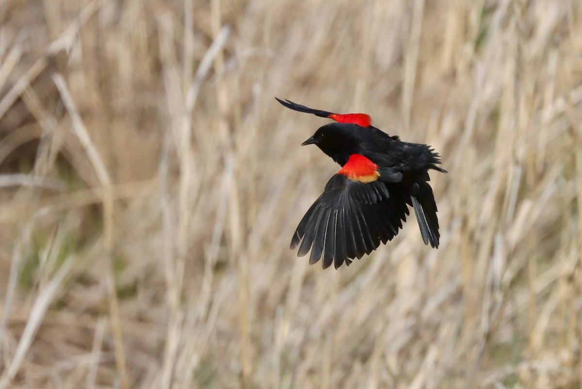 Red-winged Blackbird - ML564640091