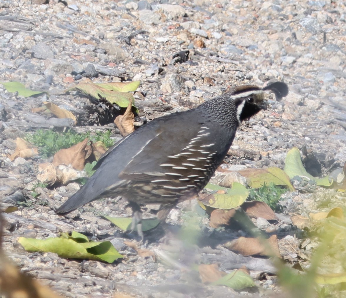 eBird Checklist 29 Apr 2023 Esencia Sports Park & Orchard Loop