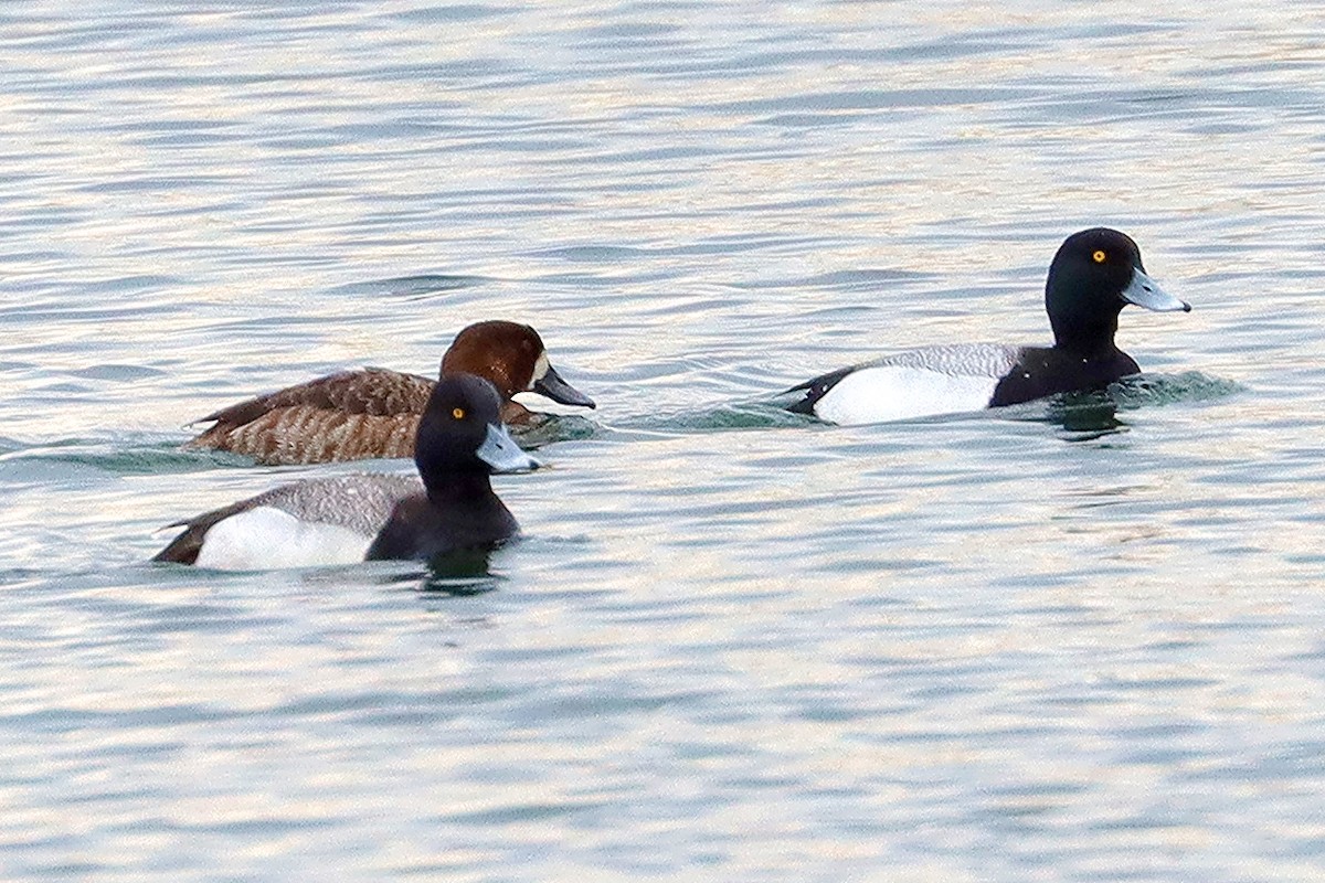 Greater Scaup - ML564642441