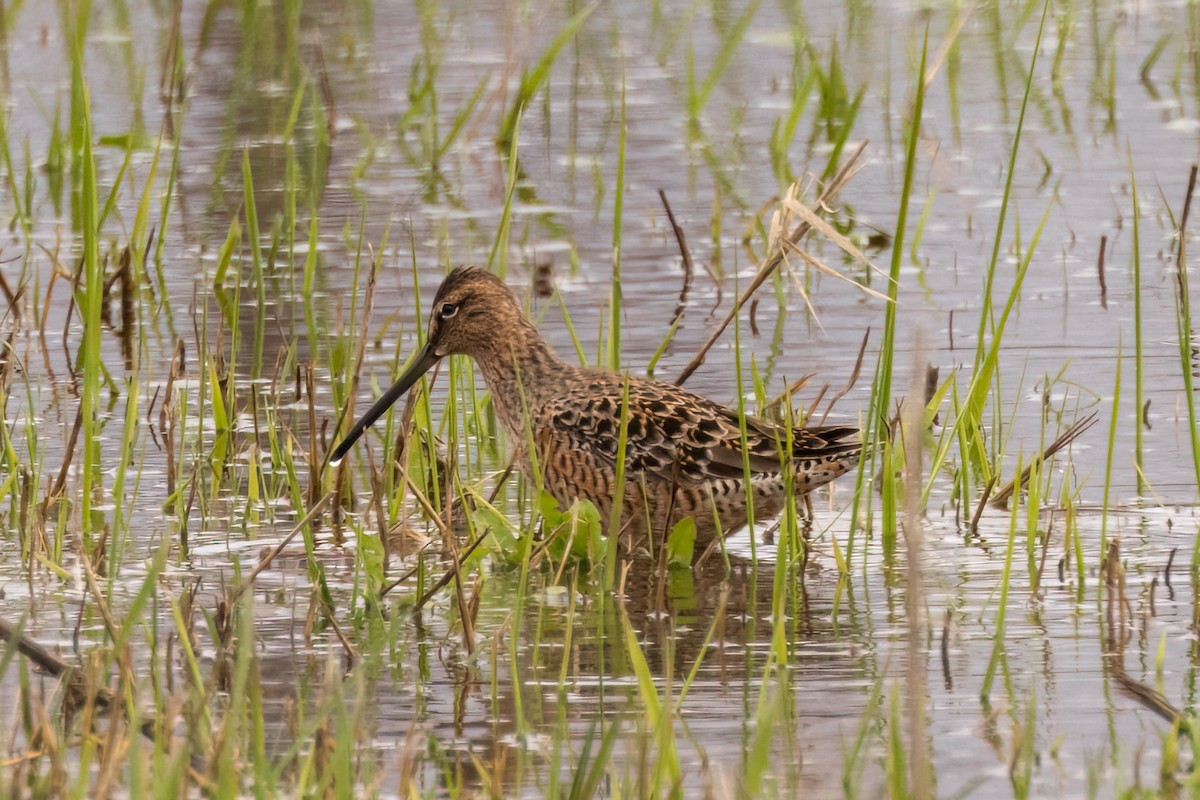 Long-billed Dowitcher - ML564647171