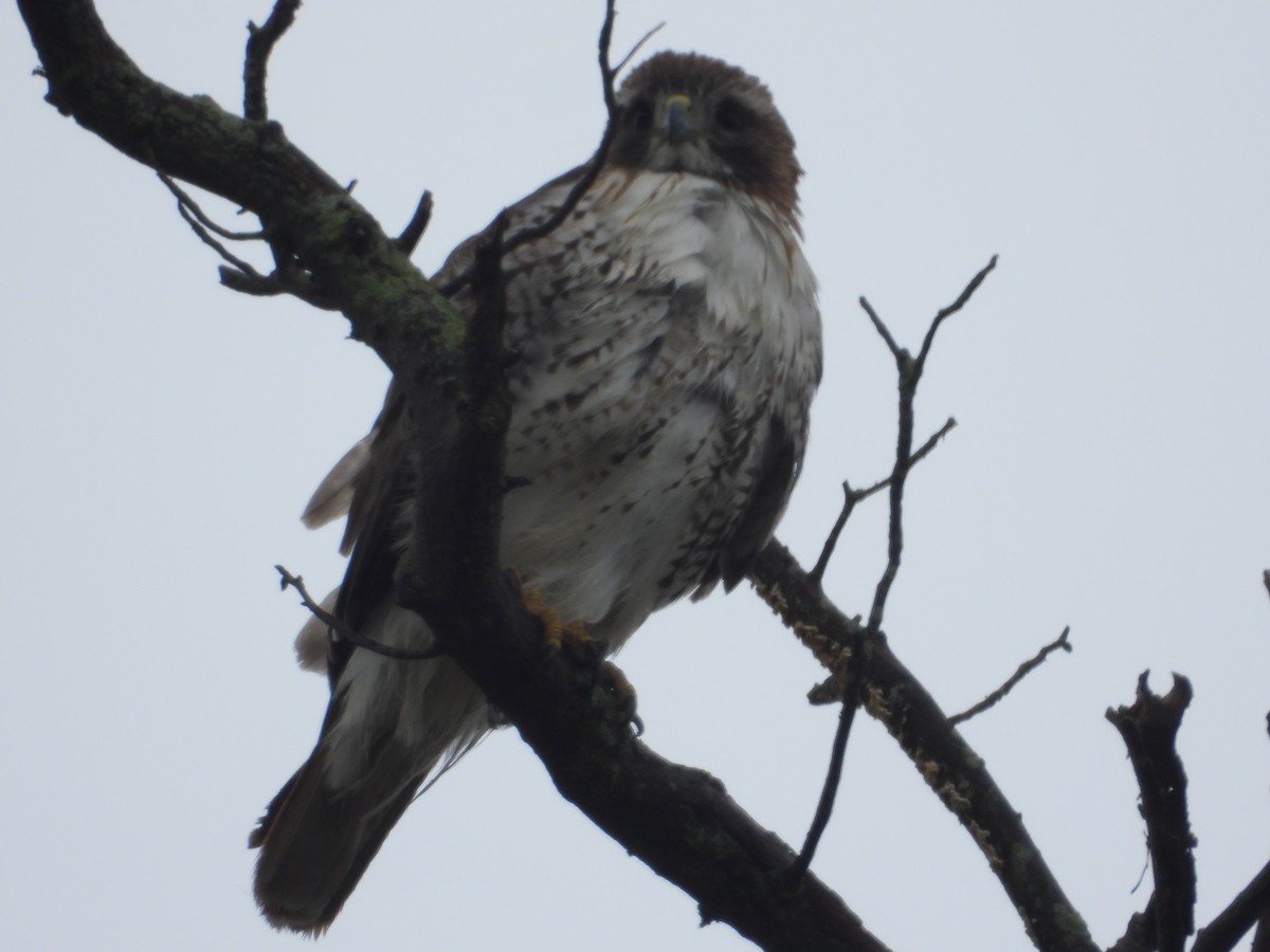 Red-tailed Hawk - ML564652071