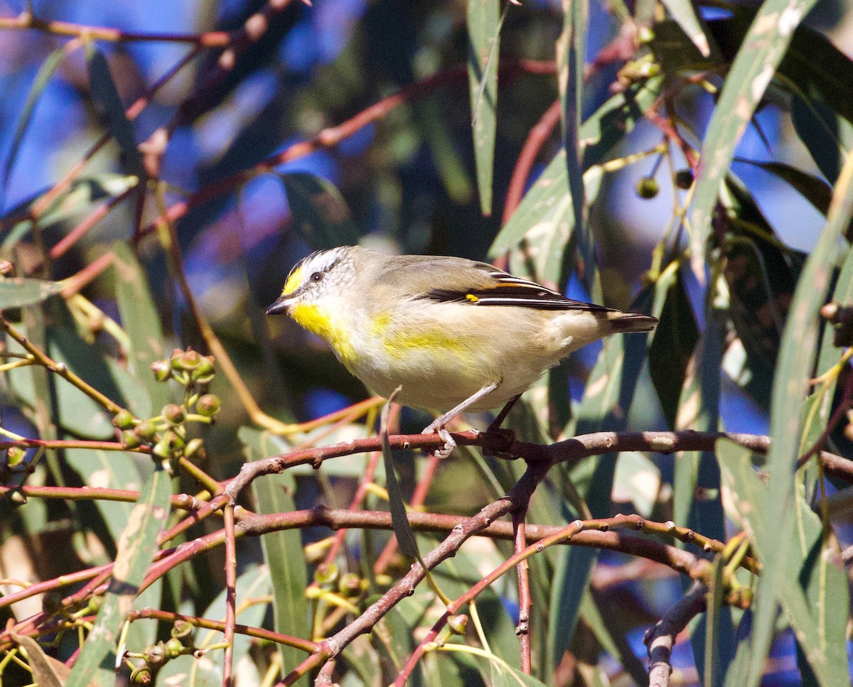 Striated Pardalote (Yellow-tipped) - Scott Baker