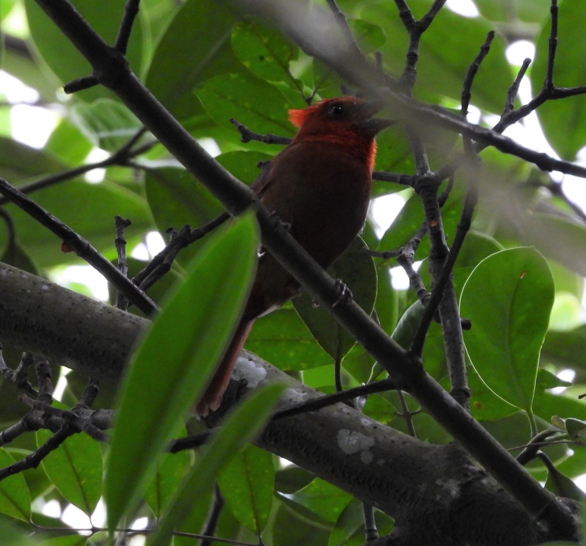 Crested Ant-Tanager - ML564655831