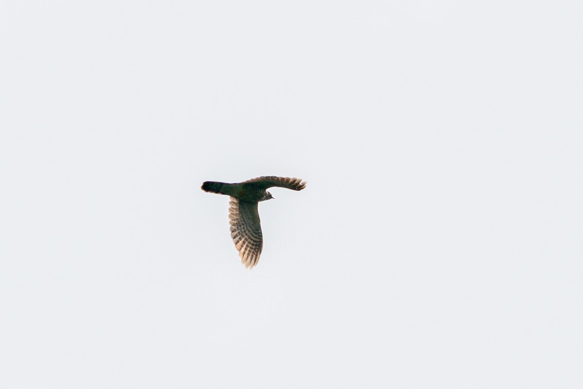 Large Hawk-Cuckoo - ML564656461