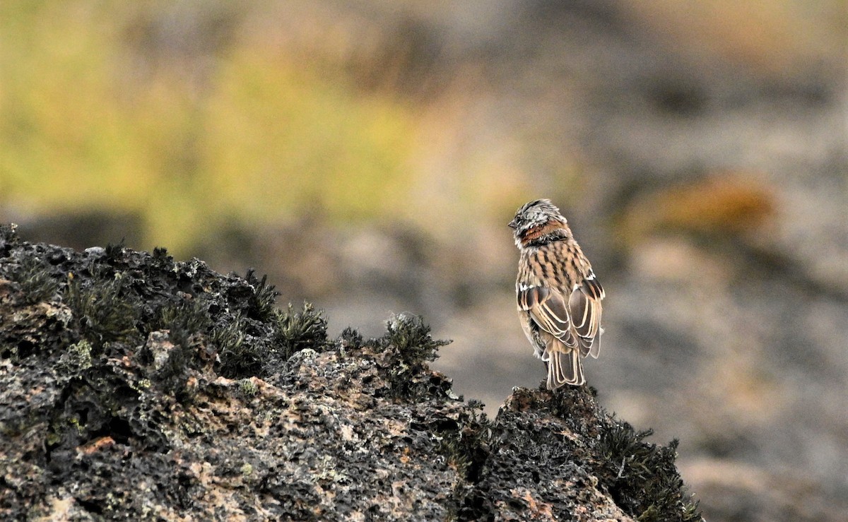 Rufous-collared Sparrow - ML564658751