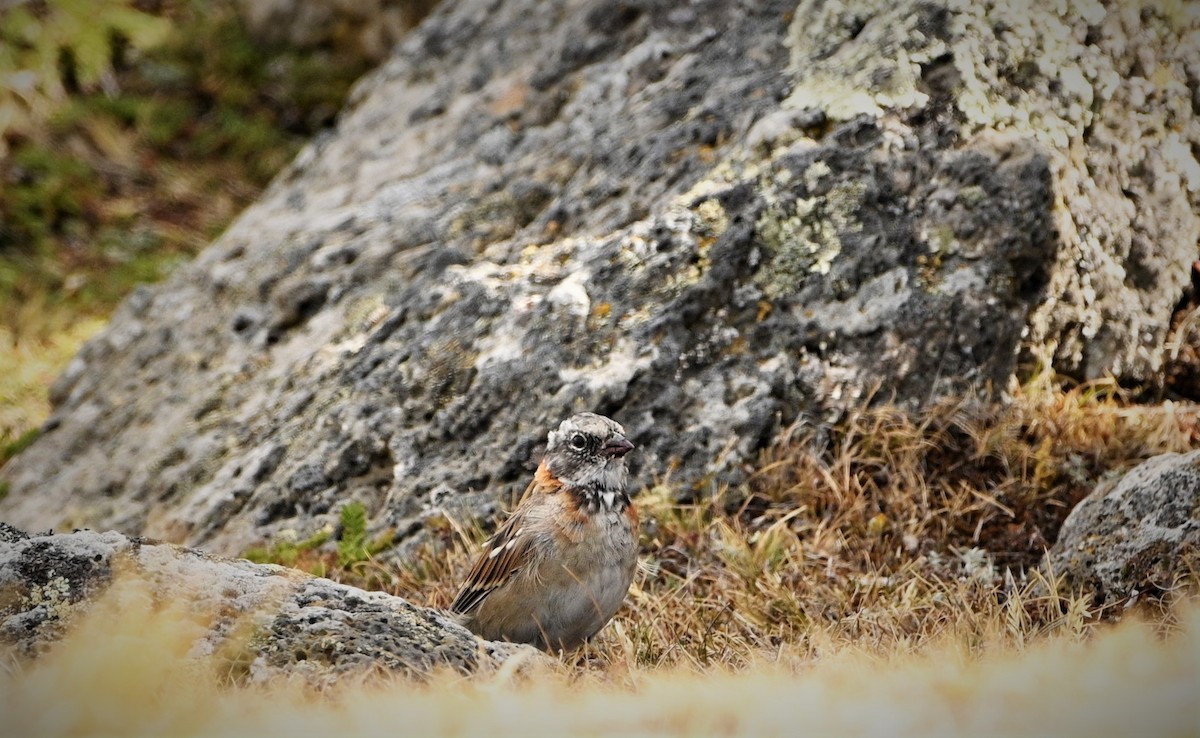 Rufous-collared Sparrow - ML564658761