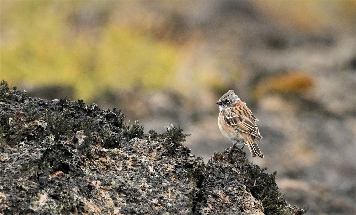 Rufous-collared Sparrow - ML564658771