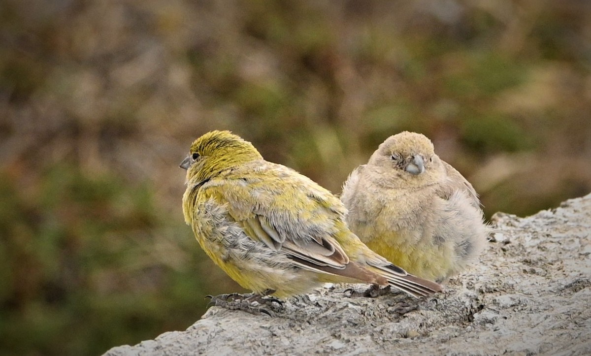 Patagonian Yellow-Finch - ML564659161