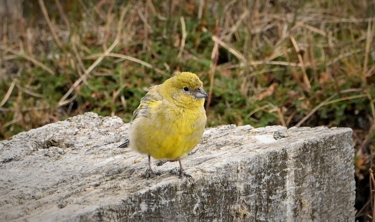 Patagonian Yellow-Finch - ML564659171