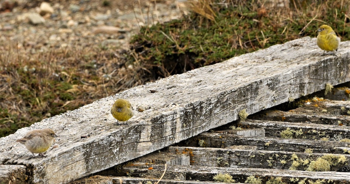 Patagonian Yellow-Finch - Marcelo Donoso