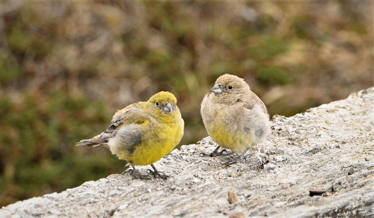 Patagonian Yellow-Finch - ML564659191