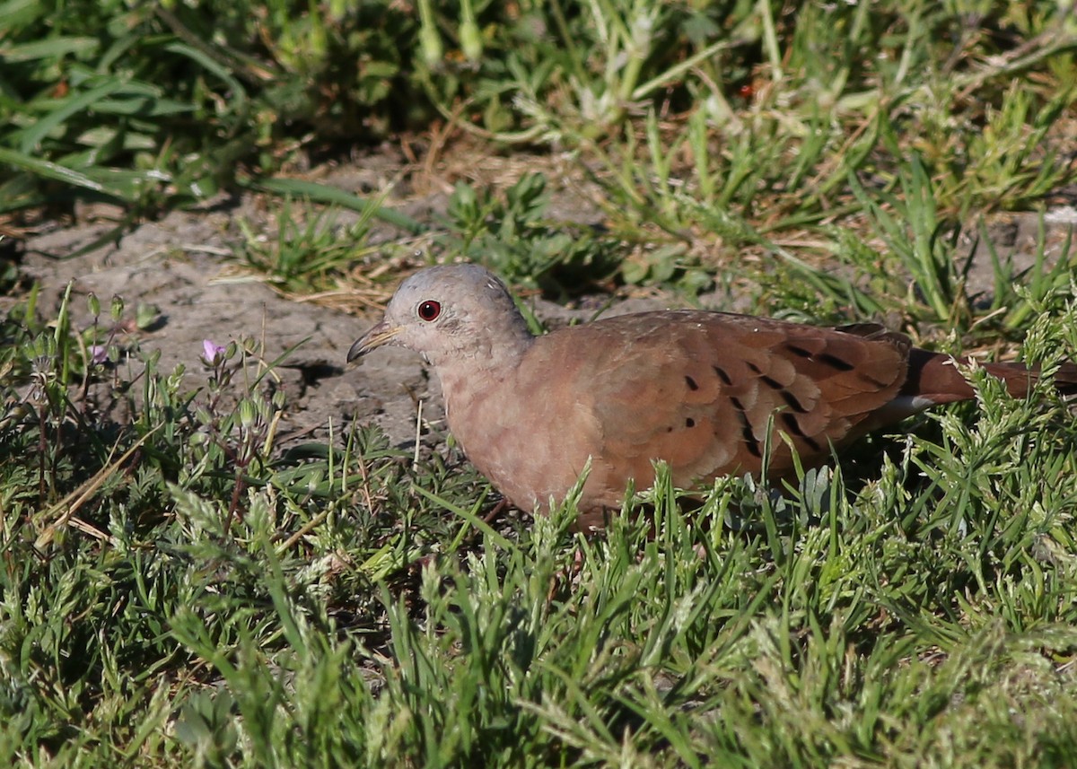 Ruddy Ground Dove - ML564660121