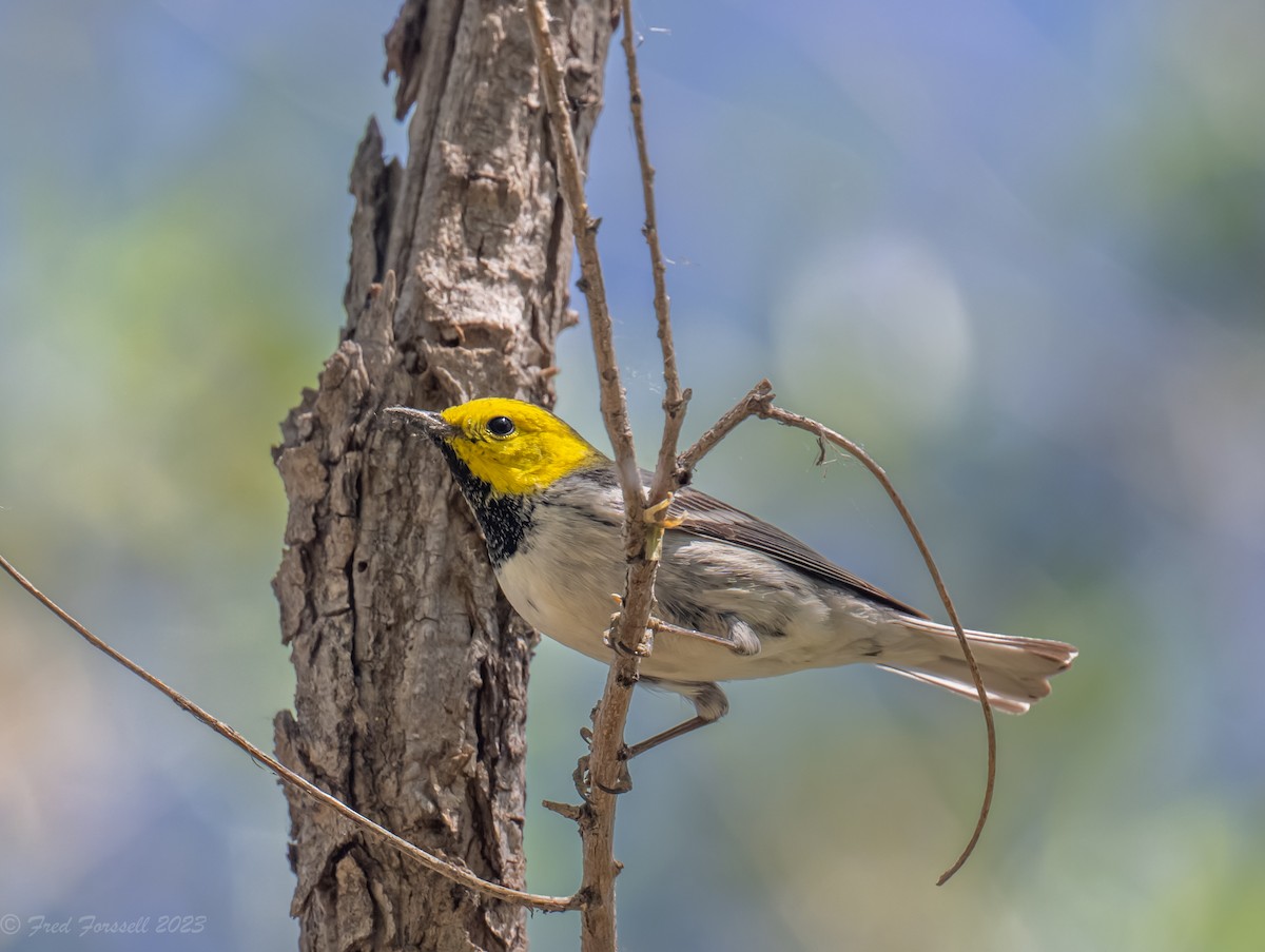 Hermit Warbler - Fred Forssell