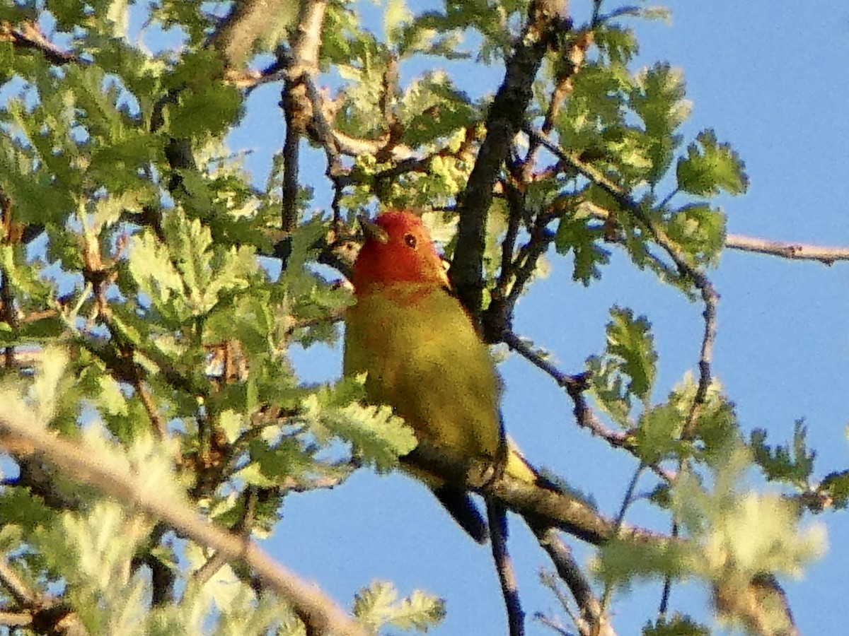 Western Tanager - ML564662991